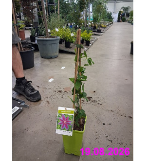 Clematis 'Akaishi' RP 1,6 L